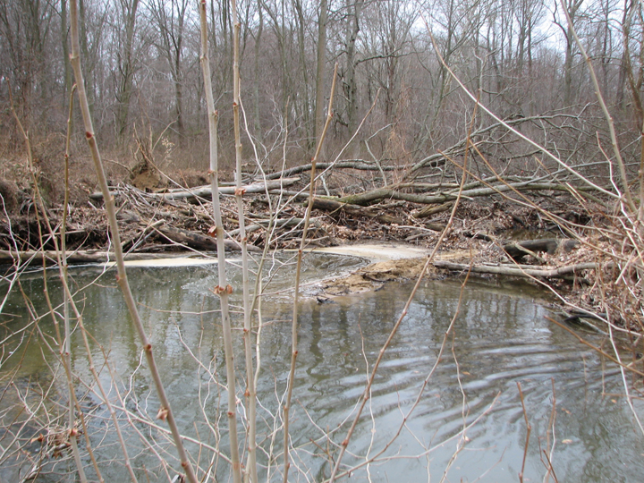 Field photo showing stream conditions at site NEAS-110-R-2008-1