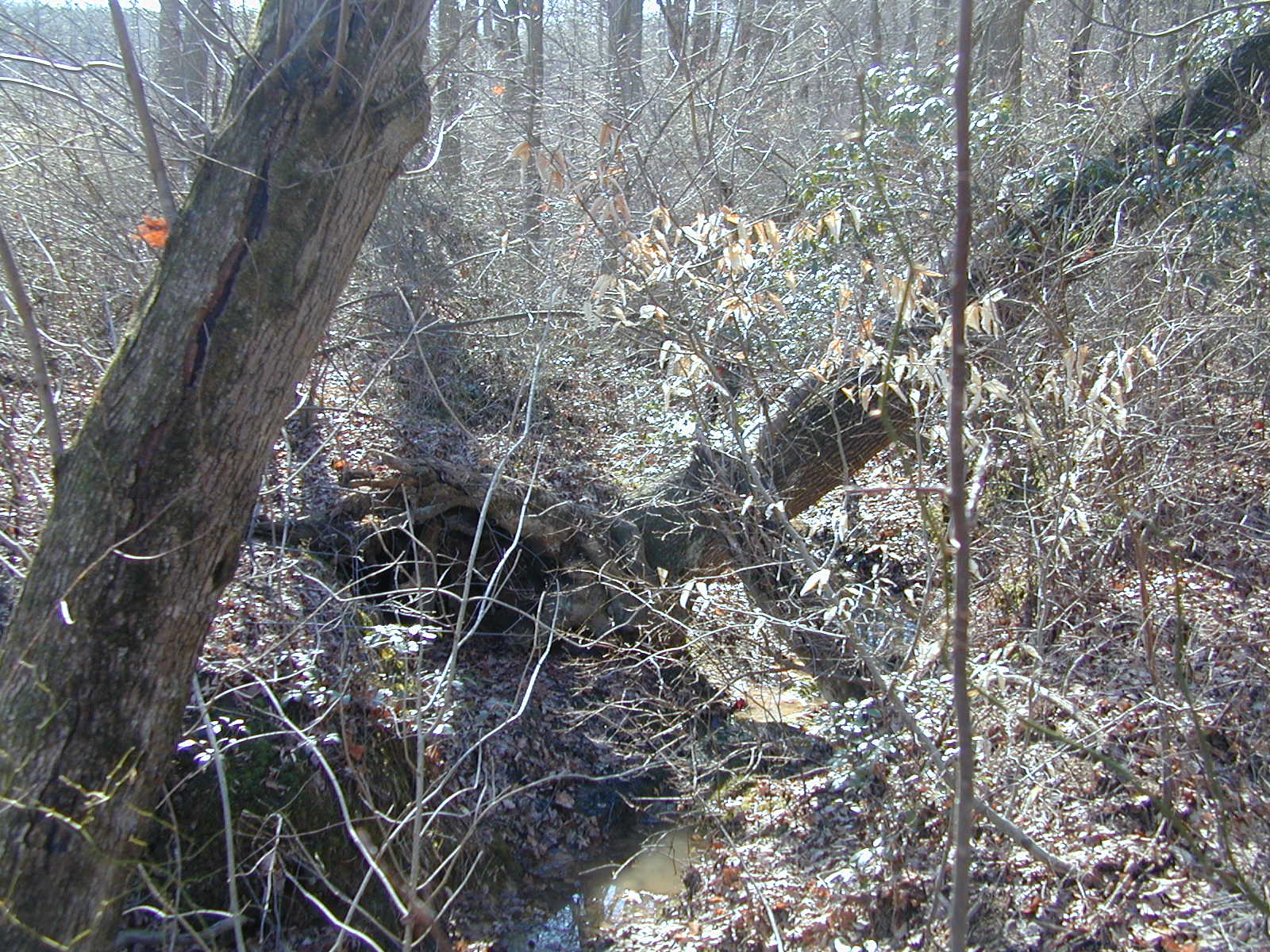 Field photo showing stream conditions at site NEAS-115-R-2001-1
