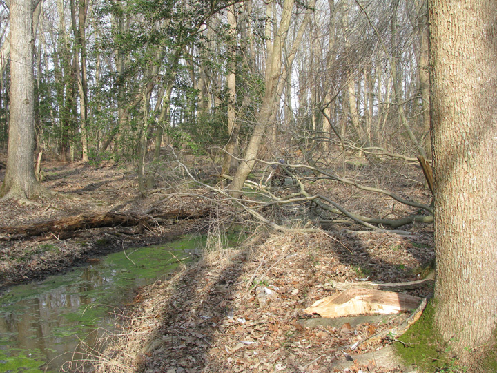 Field photo showing stream conditions at site NEWP-103-R-2009-1
