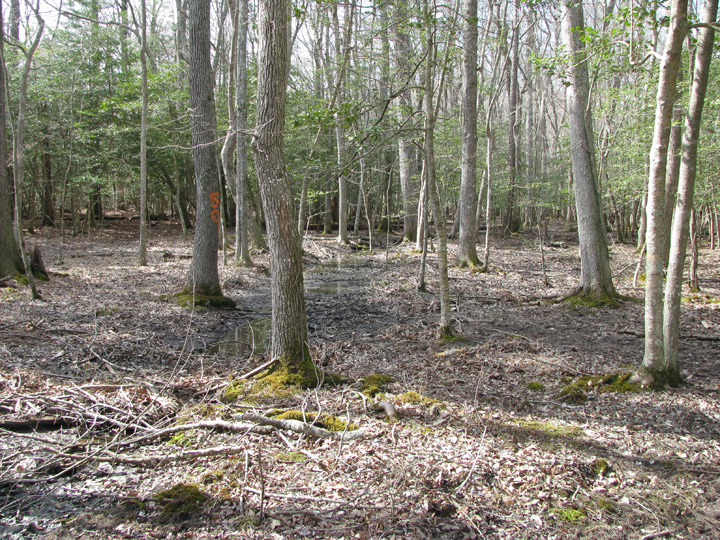 Field photo showing stream conditions at site NEWP-125-B-2009-2
