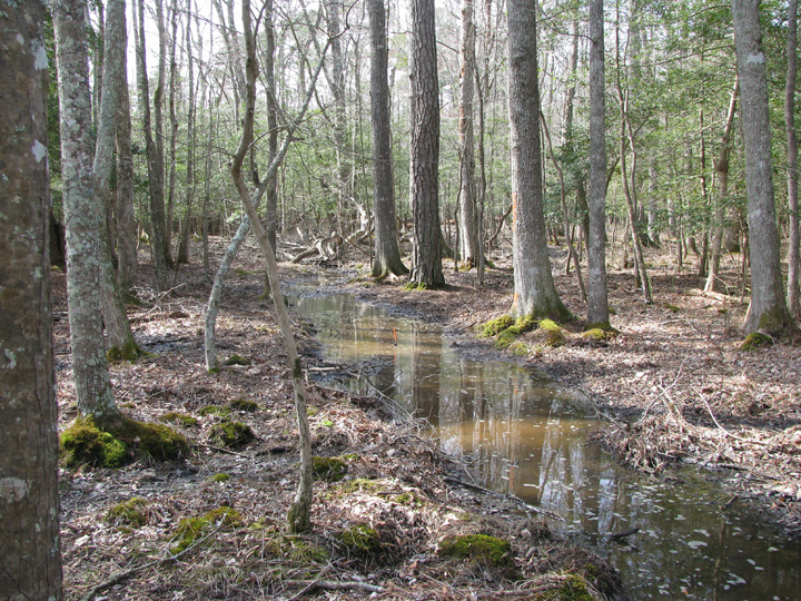 Field photo showing stream conditions at site NEWP-128-B-2009-2