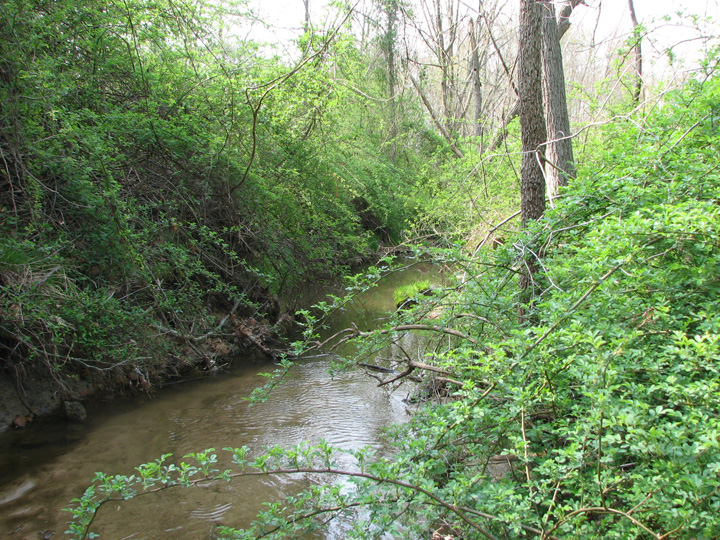 Field photo showing stream conditions at site OCTO-101-B-2007-1