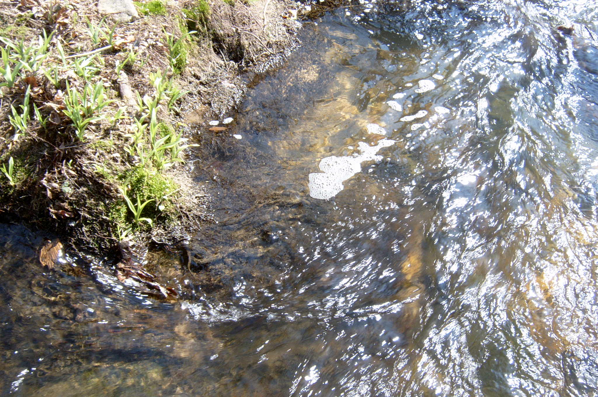 Field photo showing stream conditions at site OCTO-213-R-2004-71
