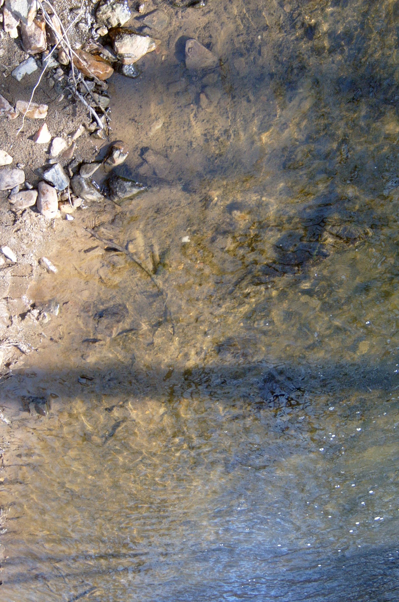 Field photo showing stream conditions at site OCTO-215-R-2004-76