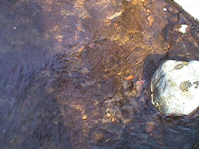 Field photo showing stream conditions at site PATL-116-R-2000-05_08