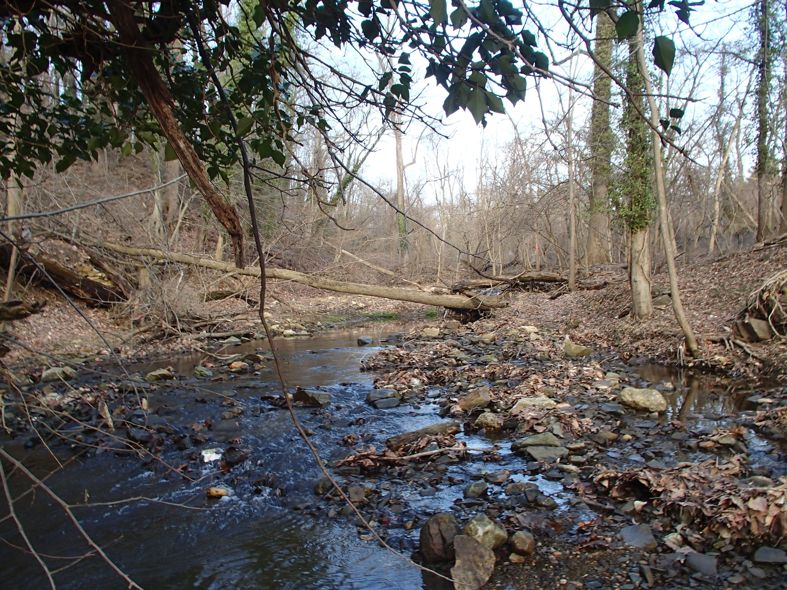 Field photo showing stream conditions at site PATL-117-R-2015_midpoint-looking-uostream