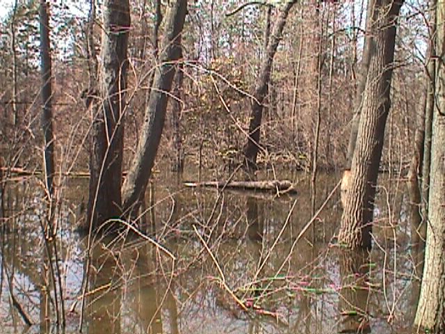 Field photo showing stream conditions at site PATL-202-R-2000-07_02