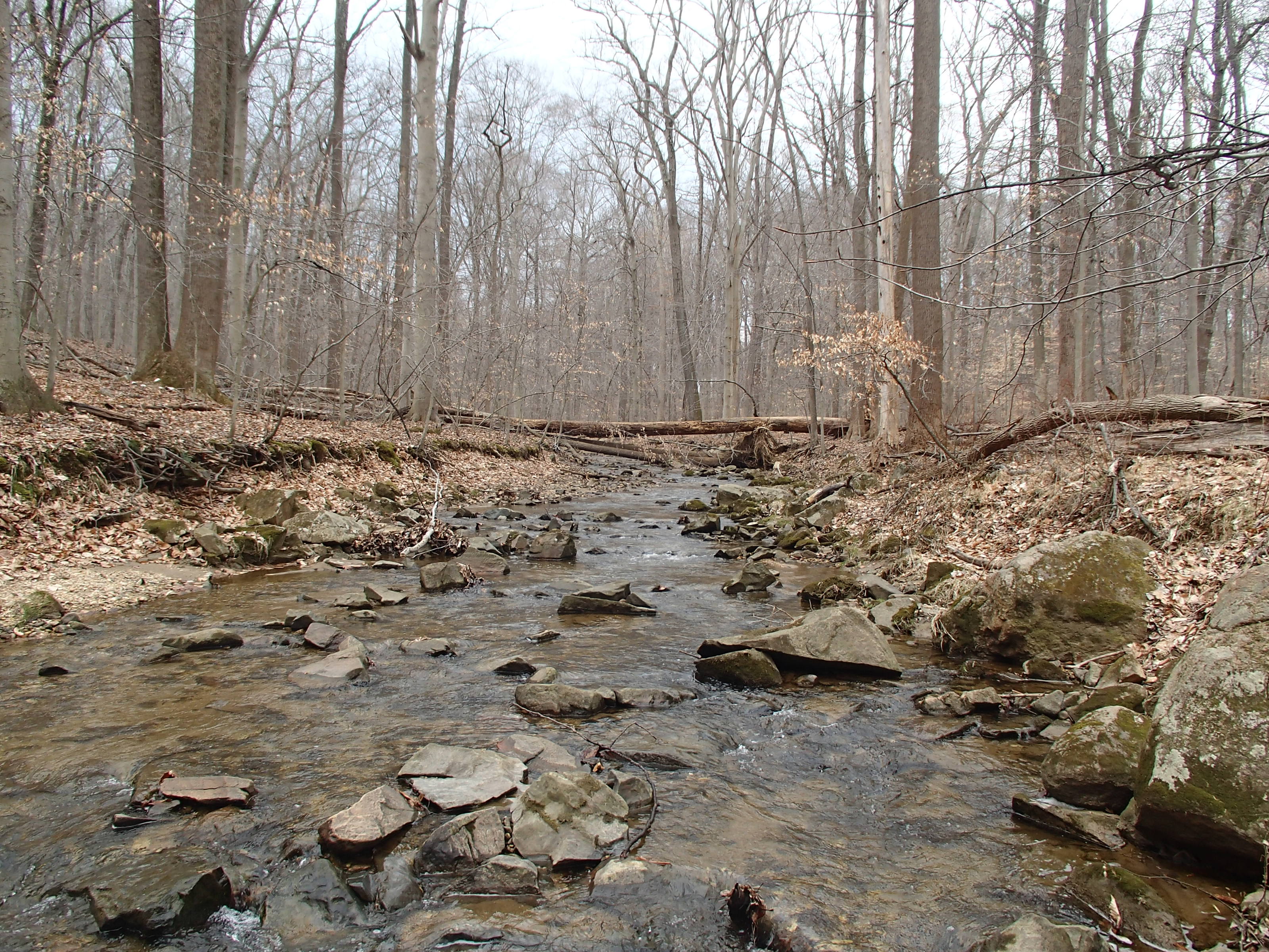 Field photo showing stream conditions at site PATL-202-R-2015_midpoint-looking-upstream