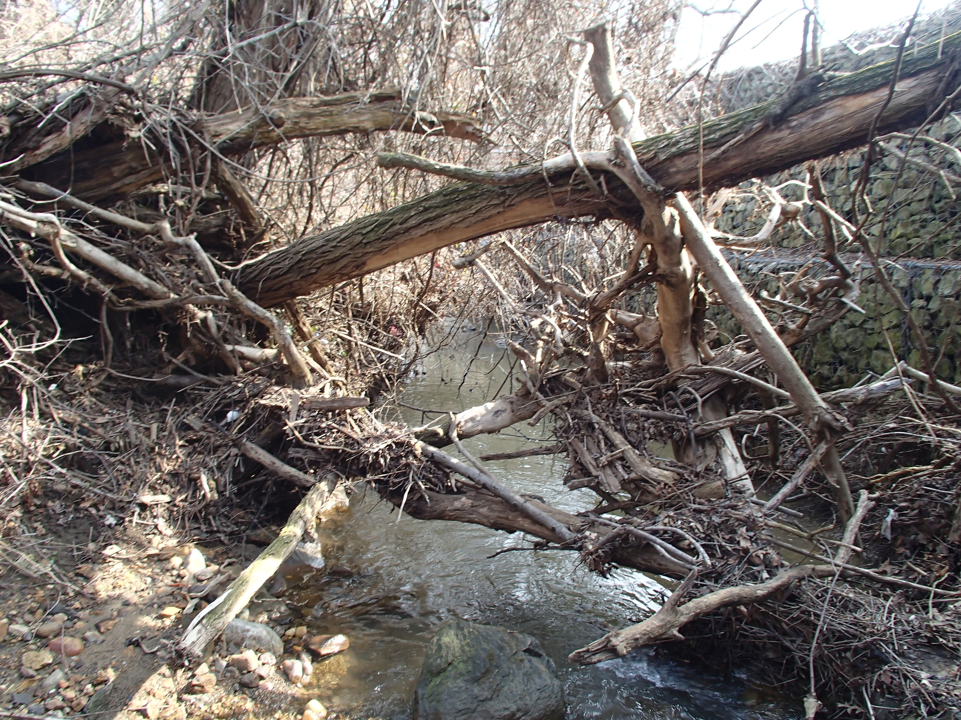 Field photo showing stream conditions at site PATL-301-R-2015_midpoint-looking-downstream