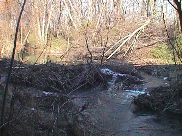 Field photo showing stream conditions at site PATL-317-R-2000-07_05