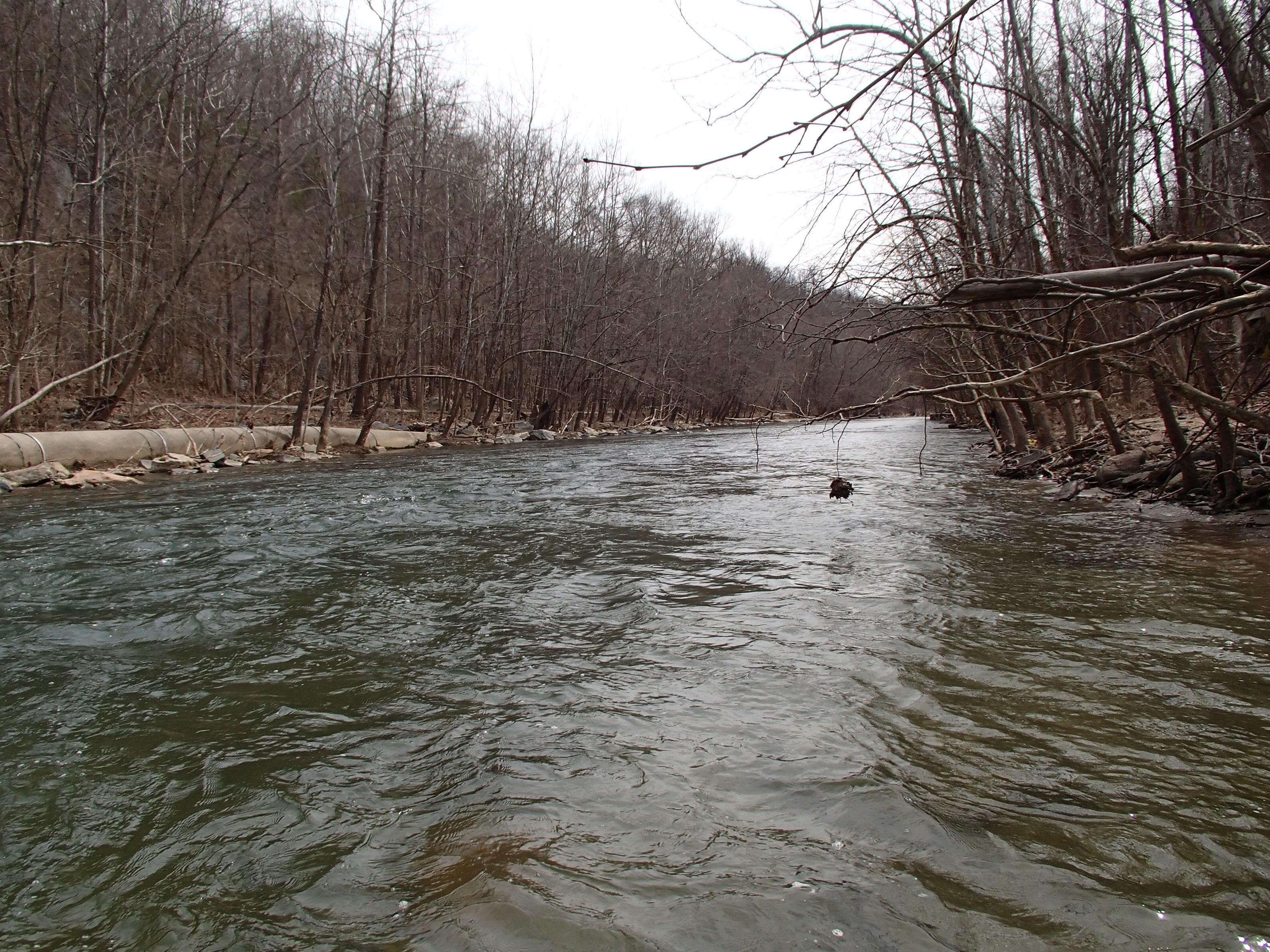 Field photo showing stream conditions at site PATL-516-X-2015_midpoint-looking-downstream
