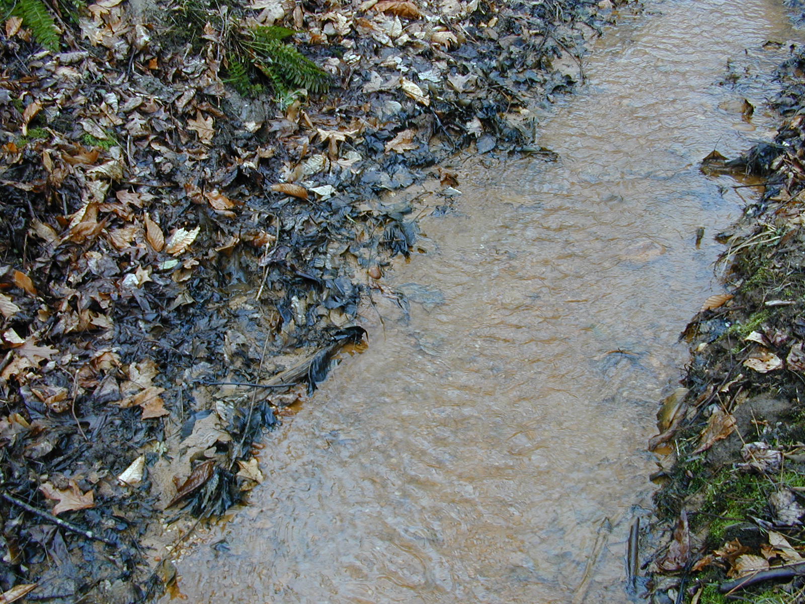 Field photo showing stream conditions at site PAXL-108-R-2004-3