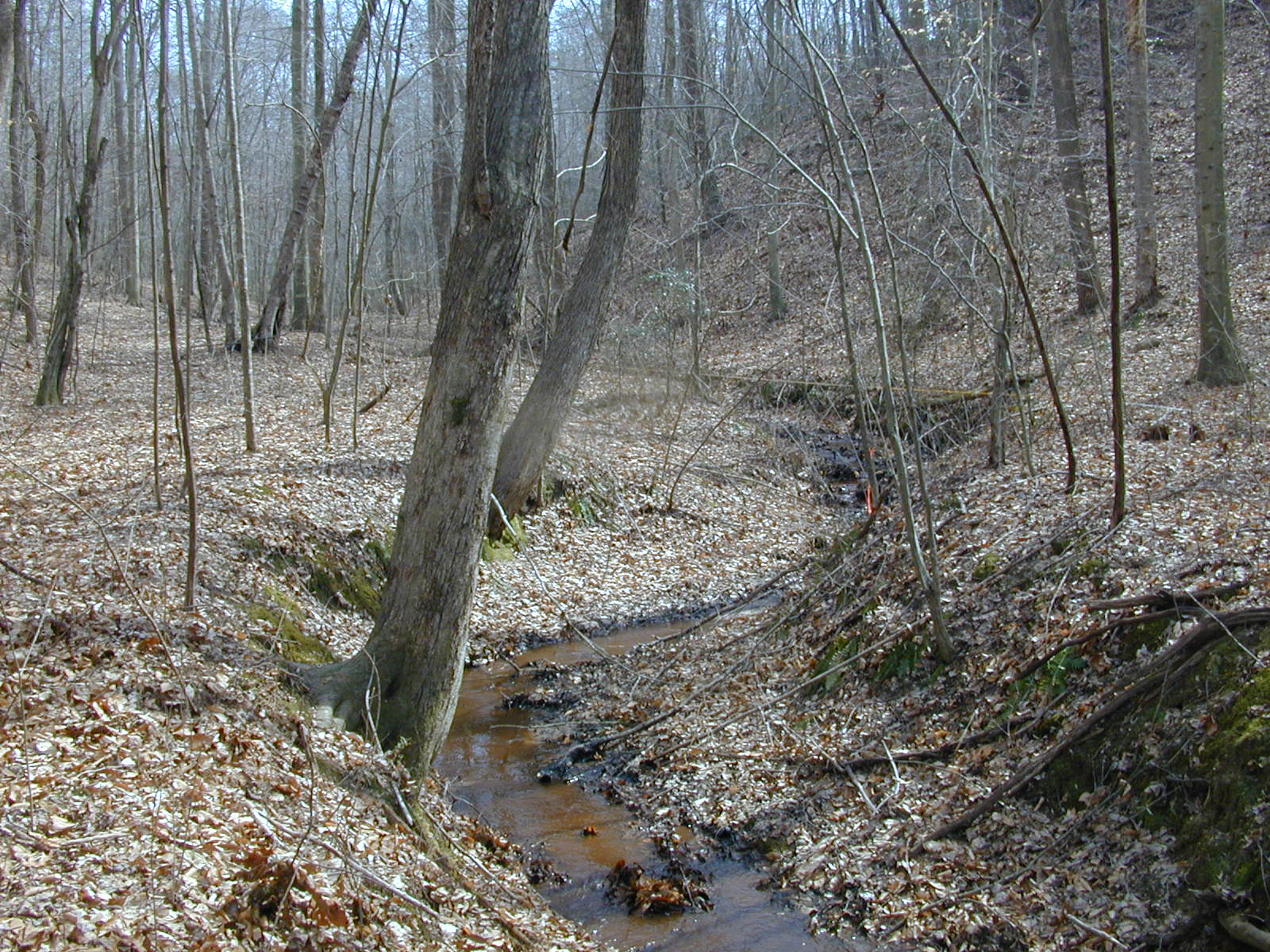 Field photo showing stream conditions at site PAXL-110-R-2004-2