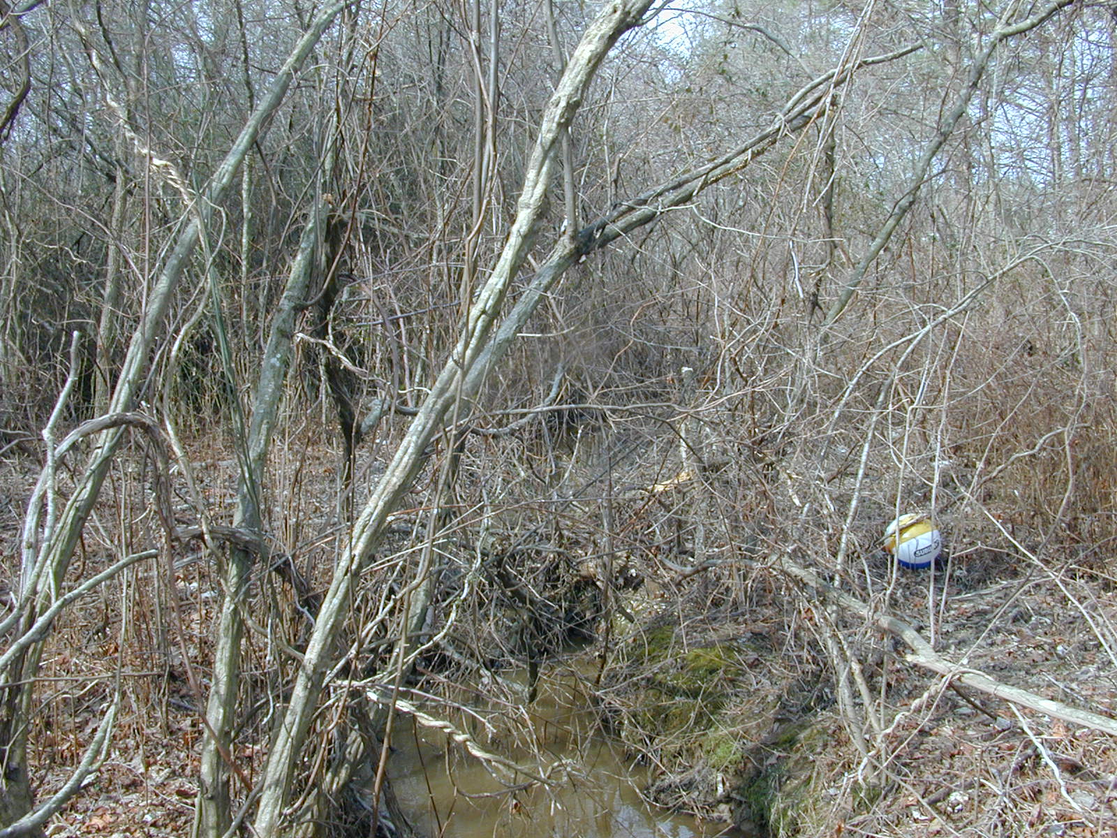 Field photo showing stream conditions at site PAXL-116-R-2004-1