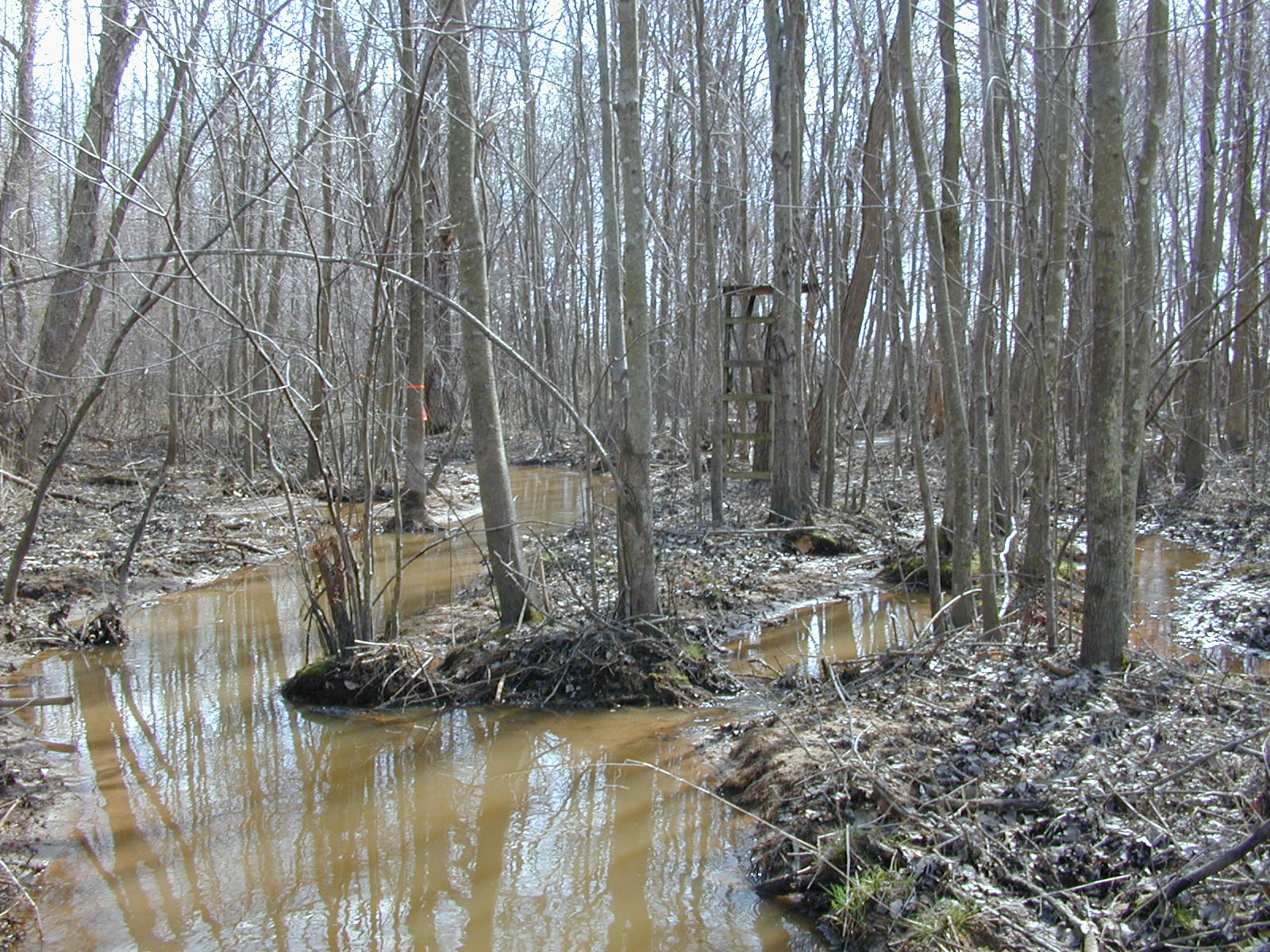 Field photo showing stream conditions at site PAXL-119-R-2004-1