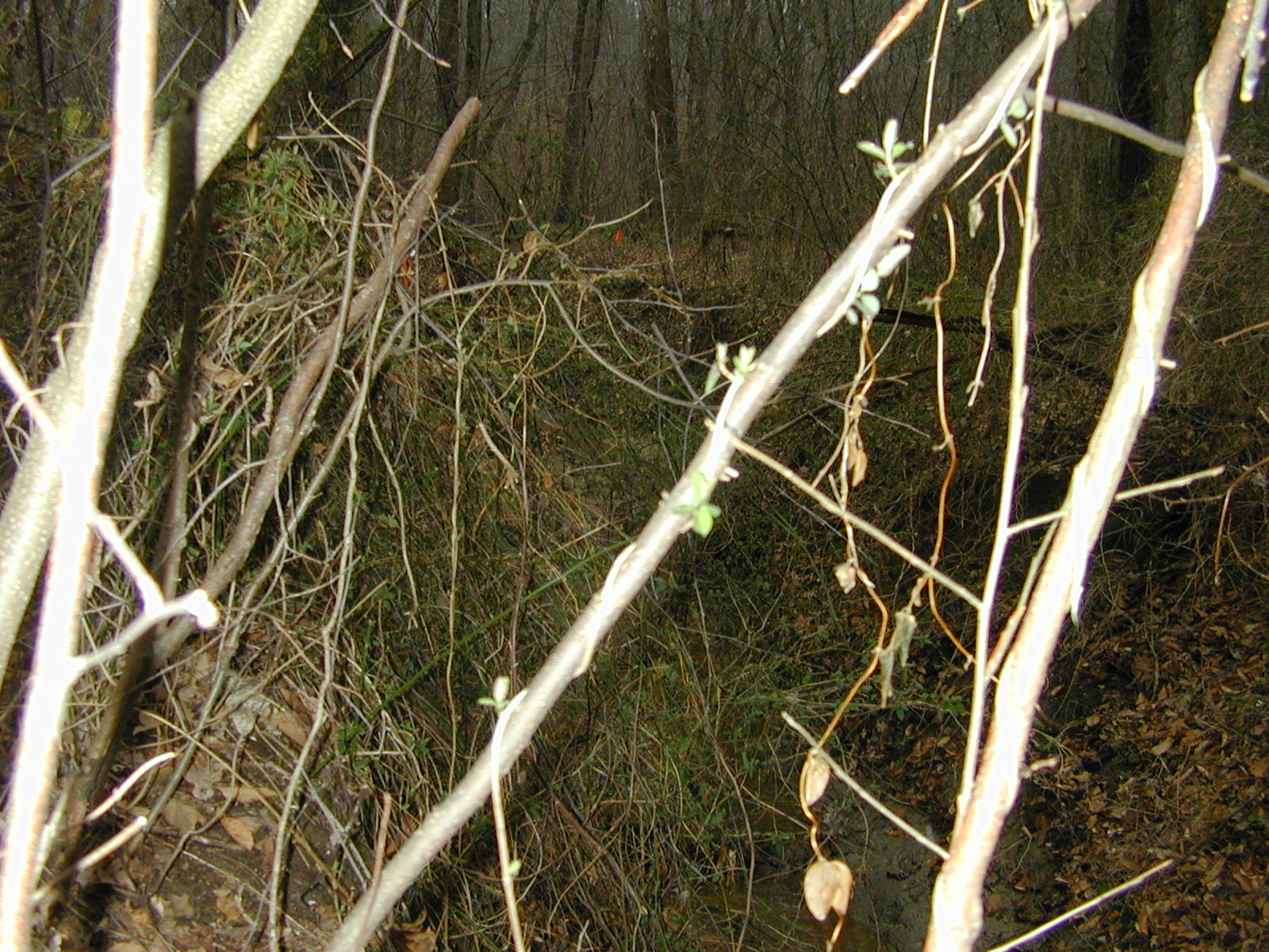 Field photo showing stream conditions at site PAXL-136-R-2004-2
