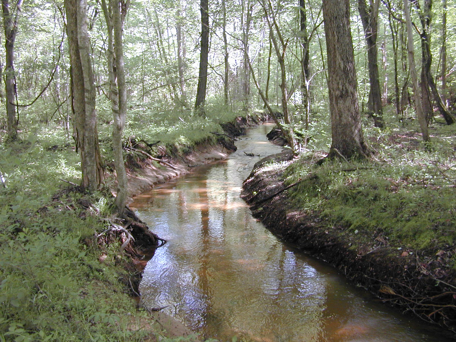 Field photo showing stream conditions at site PAXL-293-E-2004-2