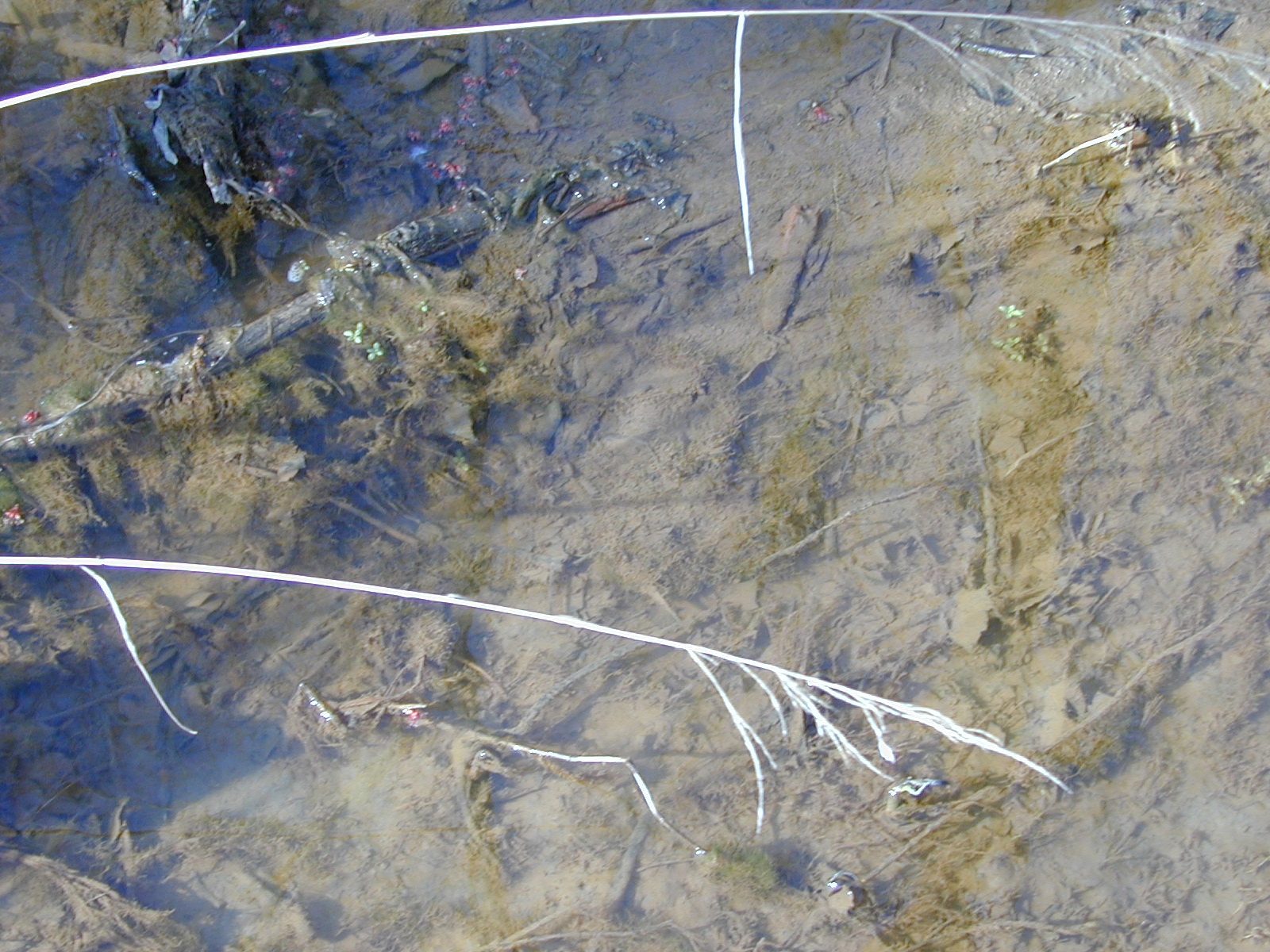 Field photo showing stream conditions at site PAXM-120-R-2001-134