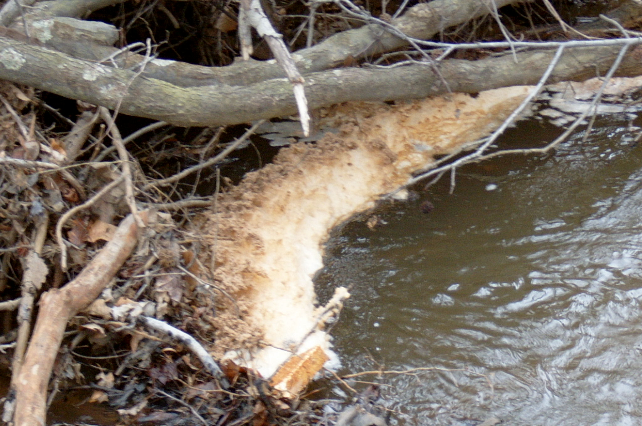 Field photo showing stream conditions at site PAXU-102-R-2004-45