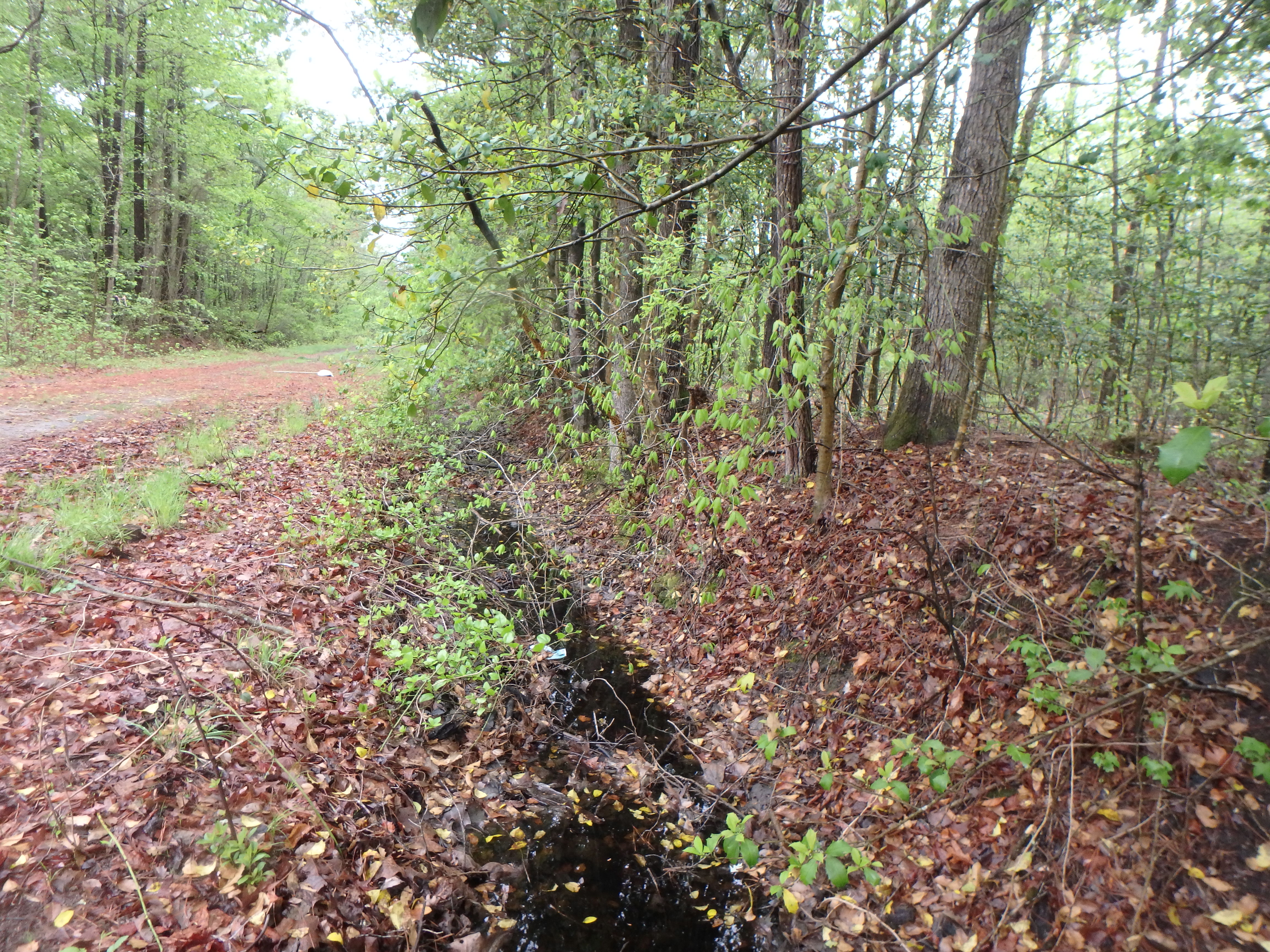 Field photo showing stream conditions at site PCSO-109-R-2017-MidpointLookingDownstream