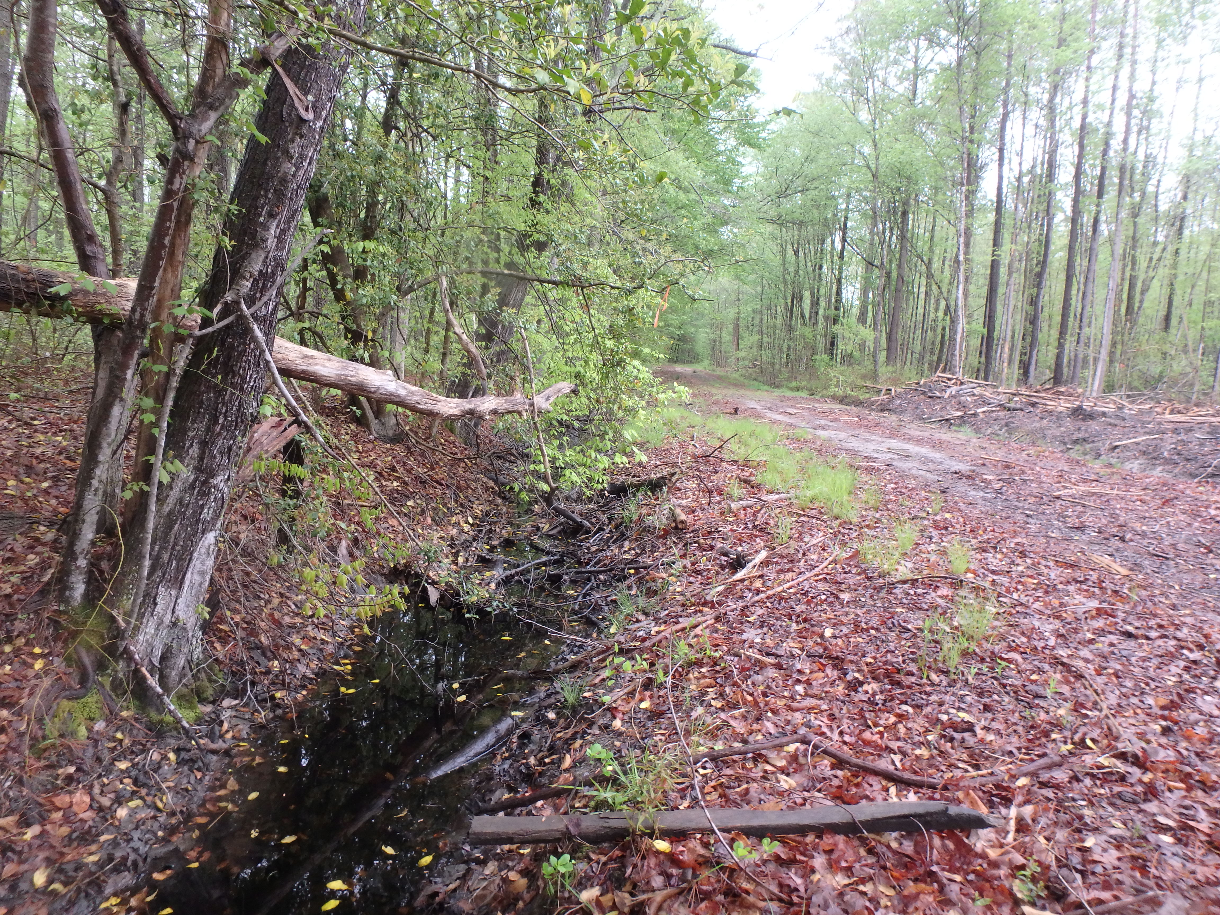 Field photo showing stream conditions at site PCSO-109-R-2017-MidpointLookingUpstream