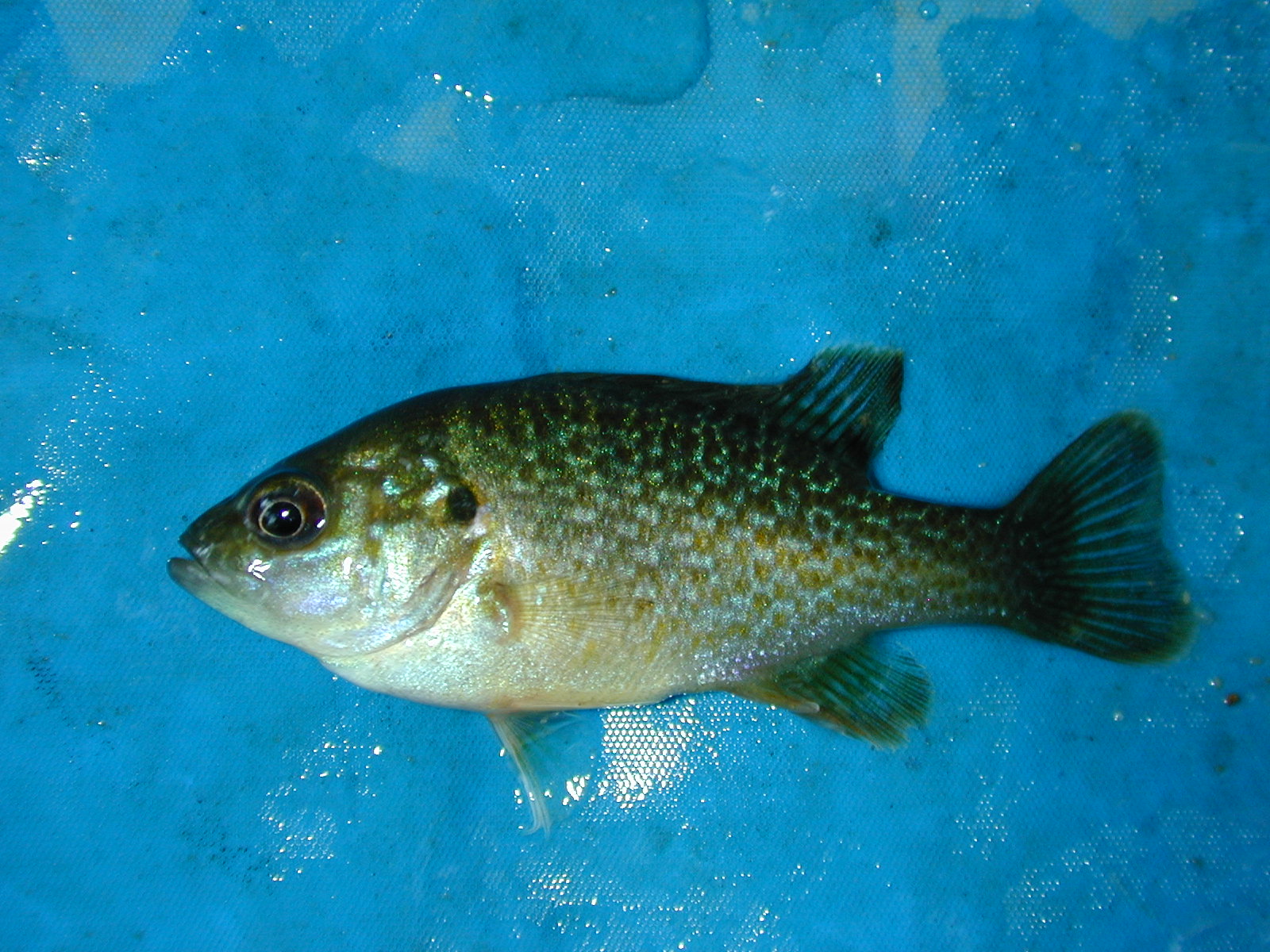 Field photo showing stream conditions at site PISC-103-R-2001-24