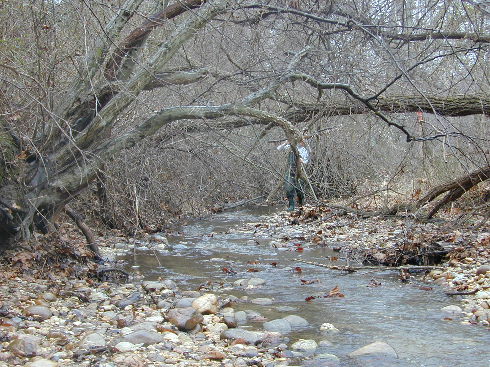 Field photo showing stream conditions at site PISC-104-R-2001-8