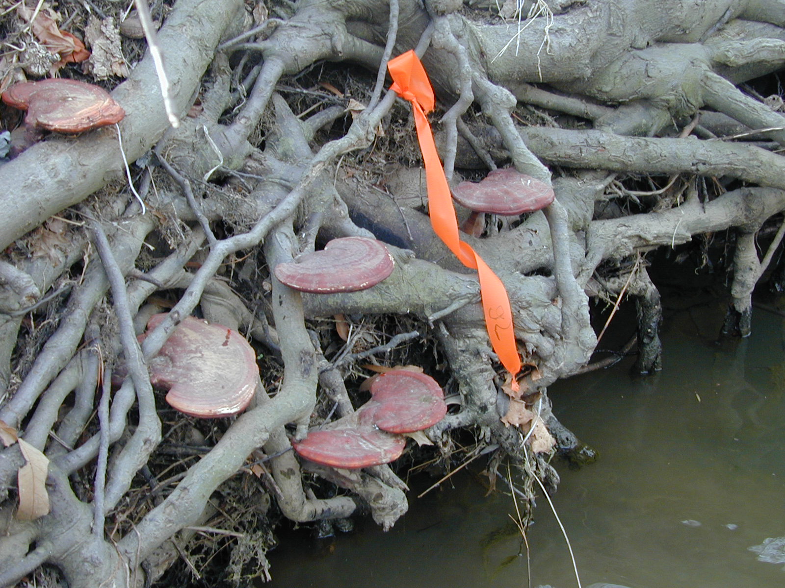 Field photo showing stream conditions at site PISC-109-R-2001-25