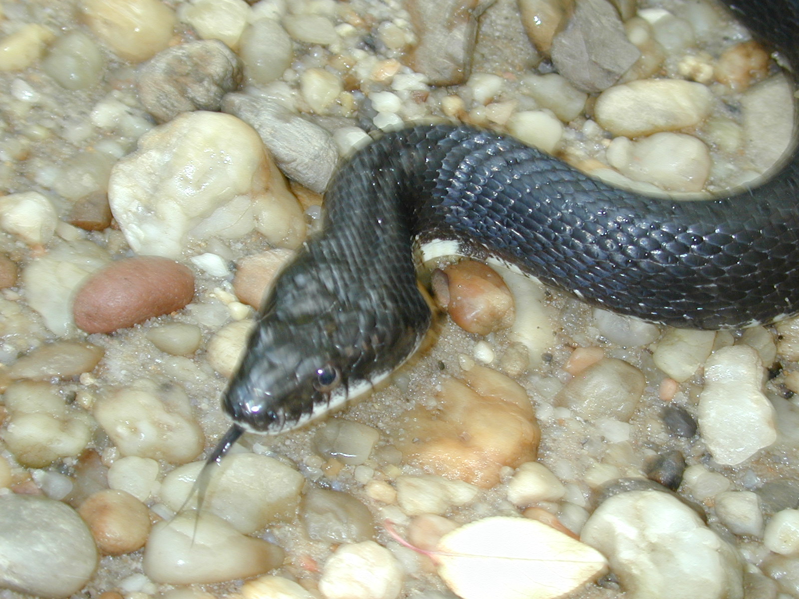 Field photo showing stream conditions at site PISC-109-R-2001-29