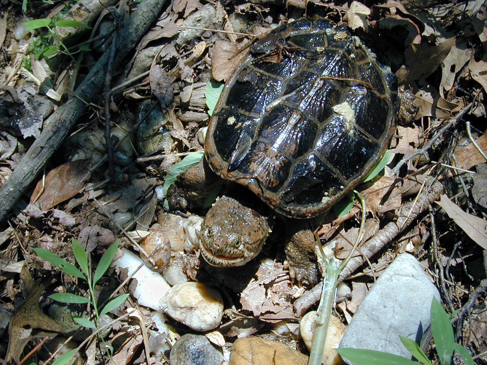 Field photo showing stream conditions at site PISC-112-R-2001-103