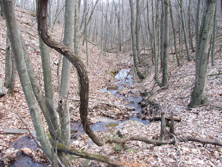 Field photo showing stream conditions at site PRAL-102-R-2008-1