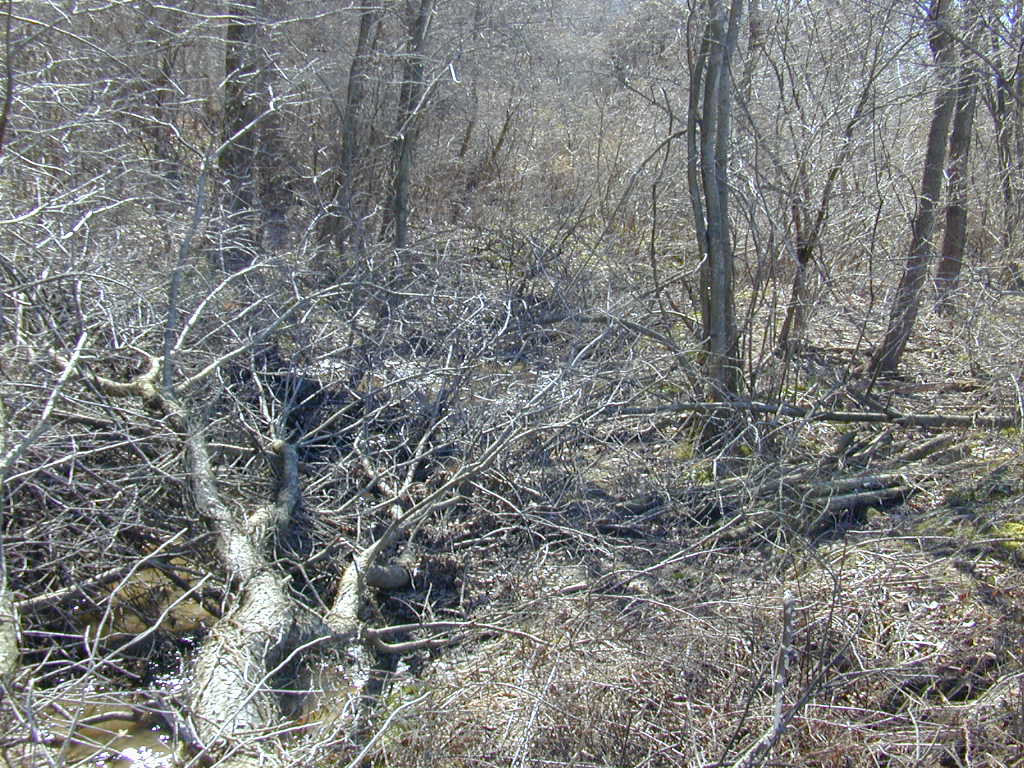 Field photo showing stream conditions at site PRET-112-R-2000-01