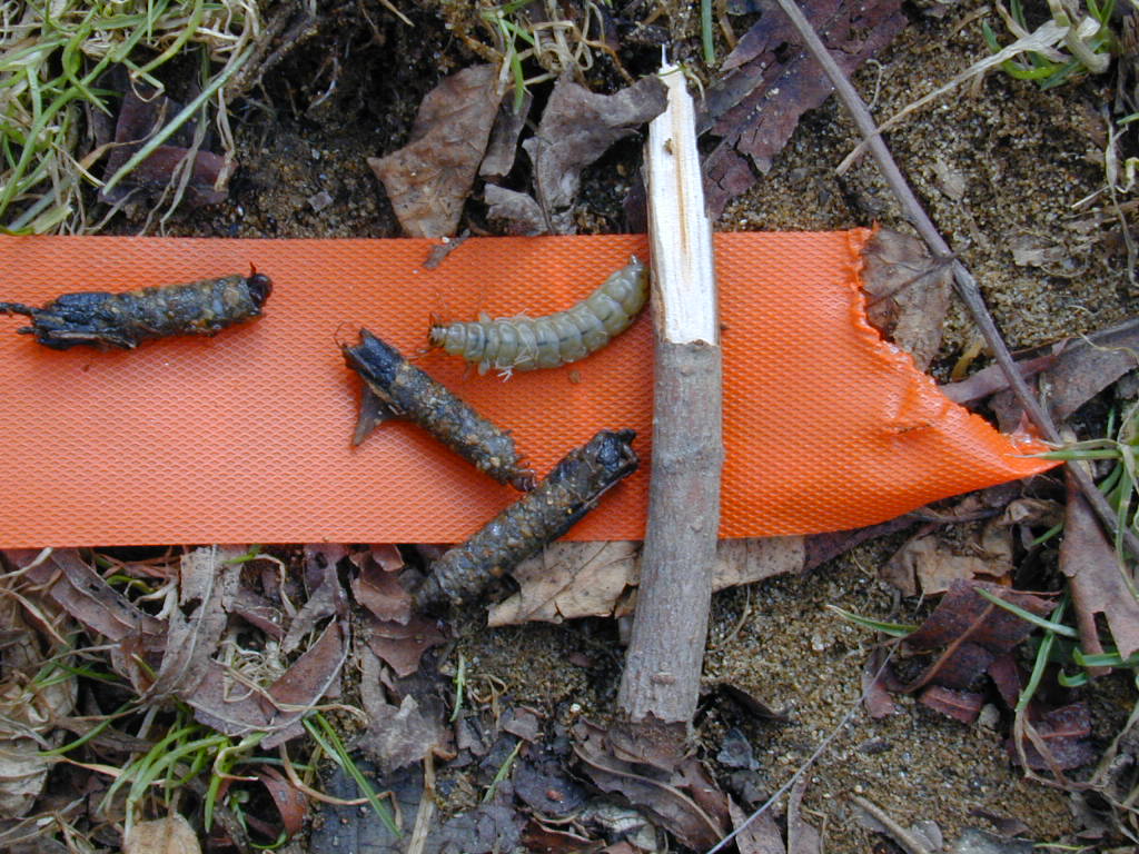 Field photo showing stream conditions at site PRET-113-R-2000-03