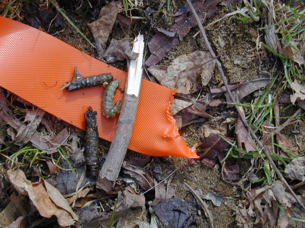 Field photo showing stream conditions at site PRET-113-R-2000-04