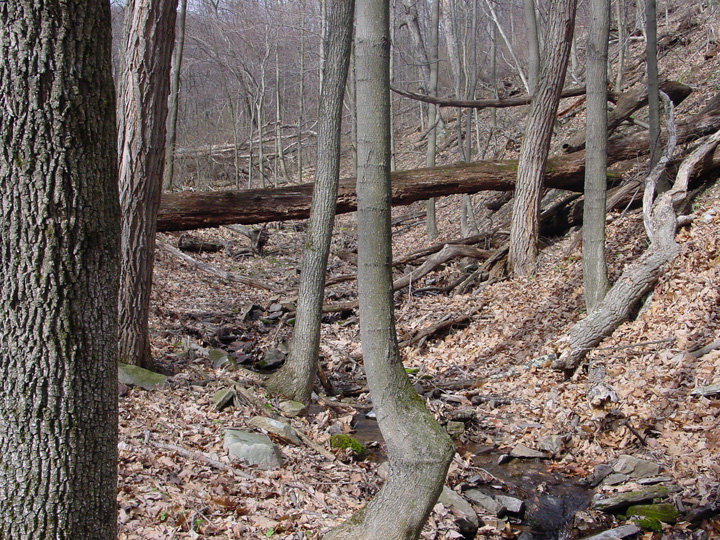 Field photo showing stream conditions at site PRLN-104-R-2007-1