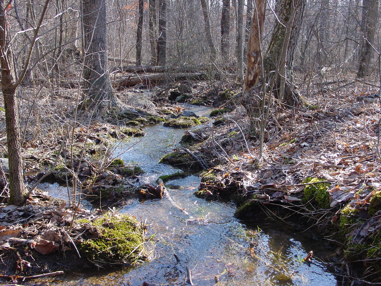 Field photo showing stream conditions at site PRLN-105-R-2003-1
