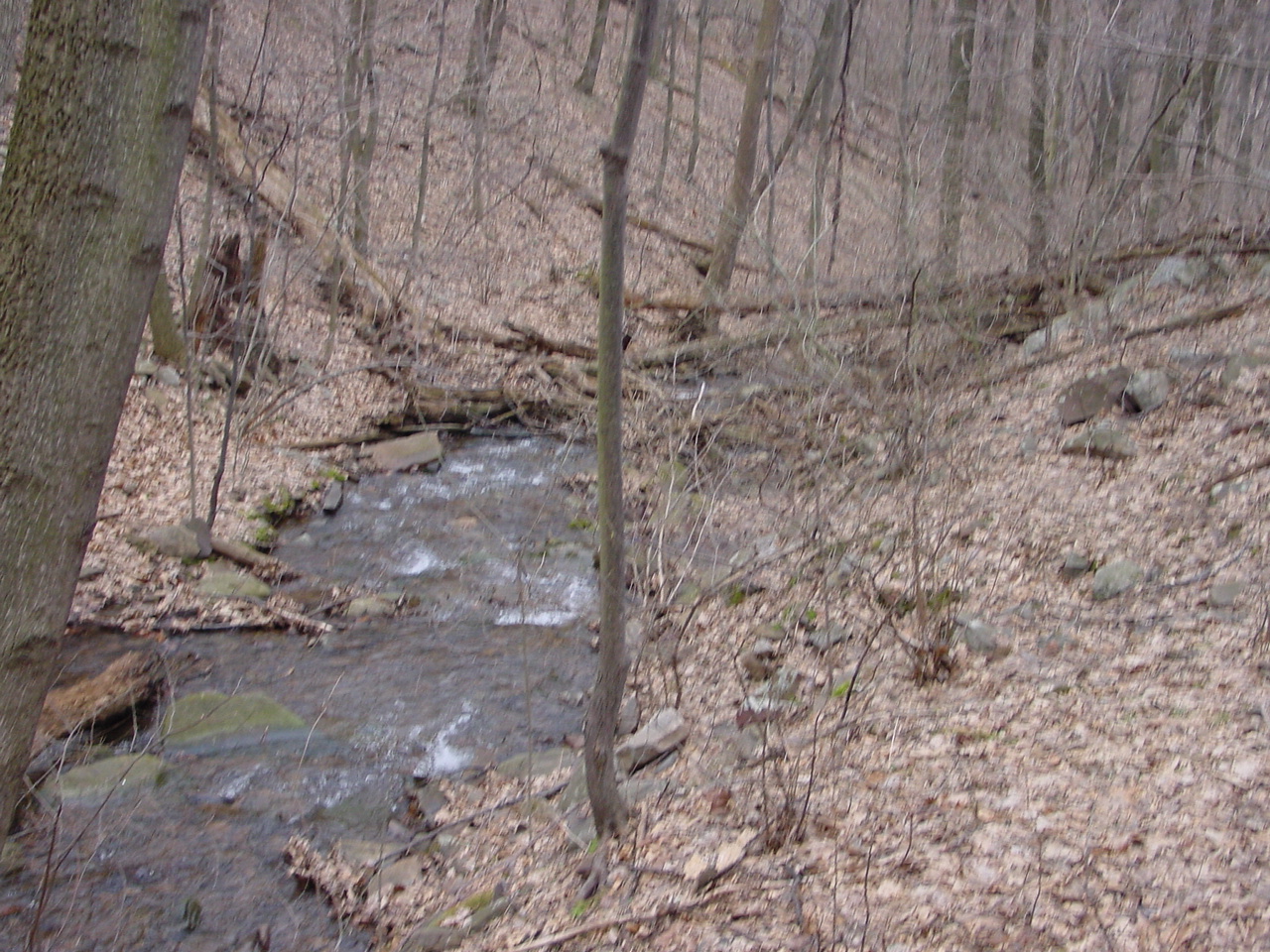 Field photo showing stream conditions at site PRLN-109-R-2003-3