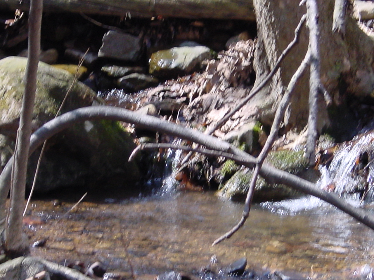 Field photo showing stream conditions at site PRLN-119-R-2003-2