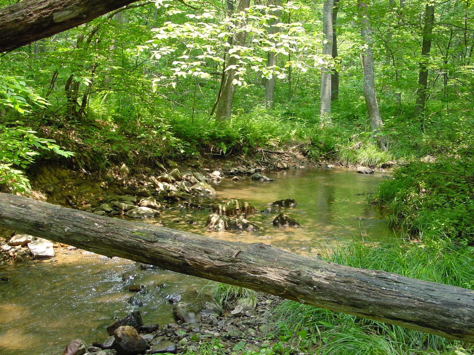 Field photo showing stream conditions at site PRLN-120-R-2003-3