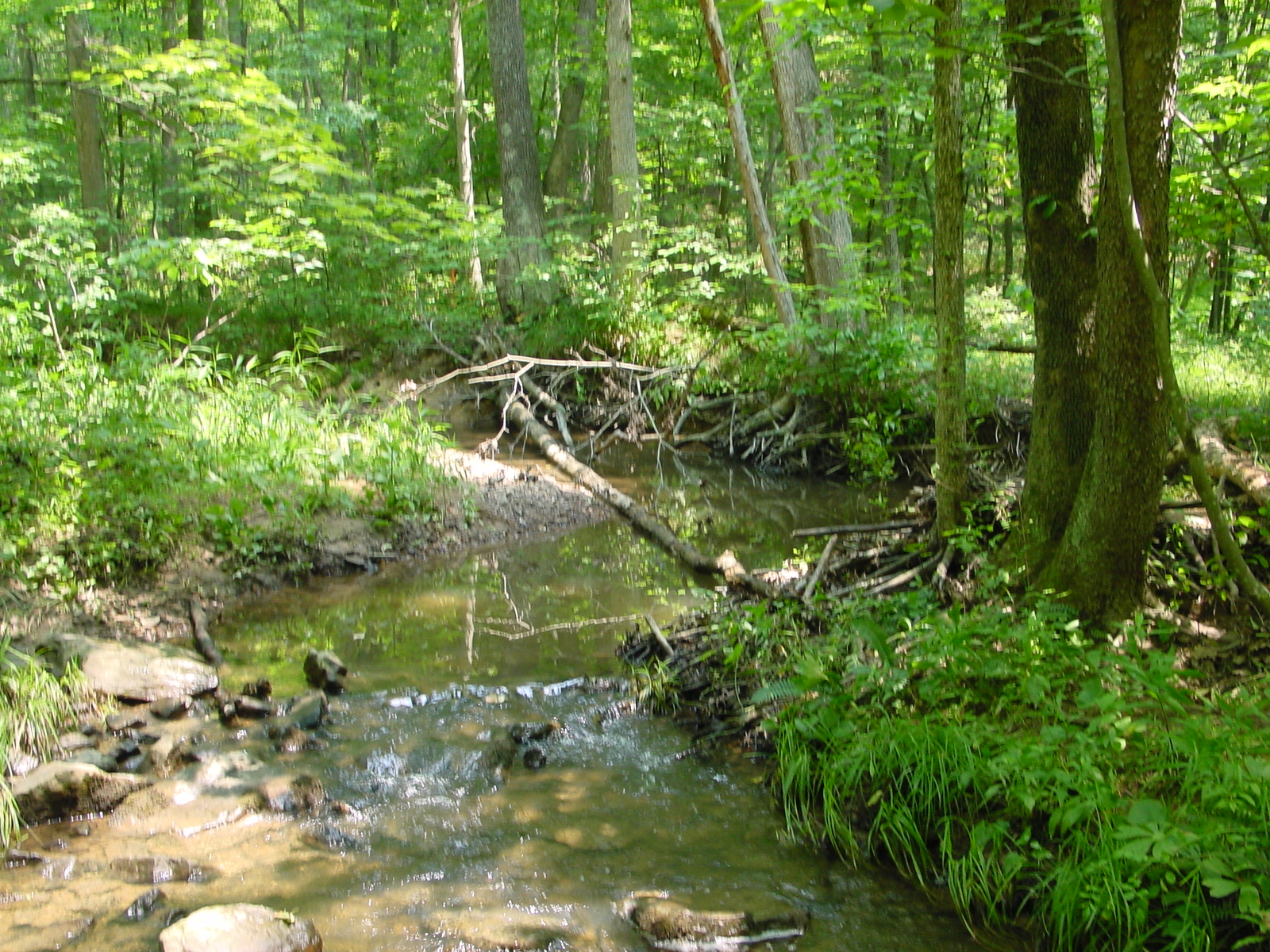 Field photo showing stream conditions at site PRLN-120-R-2003-4