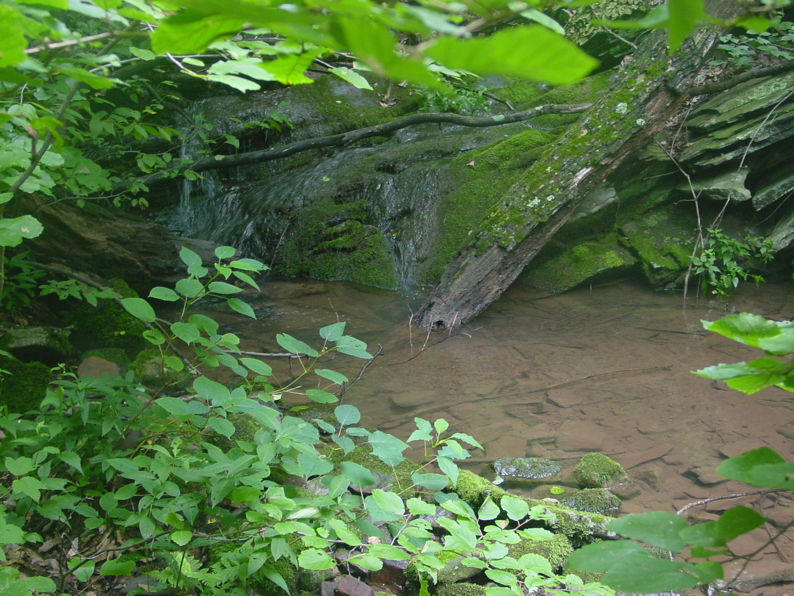Field photo showing stream conditions at site PRLN-122-R-2003-4