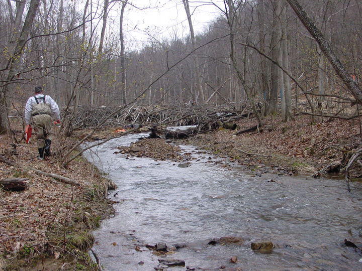Field photo showing stream conditions at site PRLN-305-R-2007-1