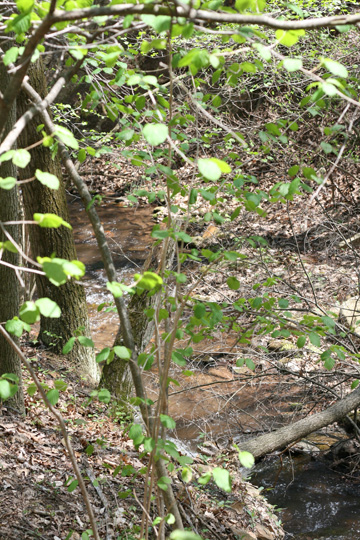 Field photo showing stream conditions at site PRLN-626-S-2009-1