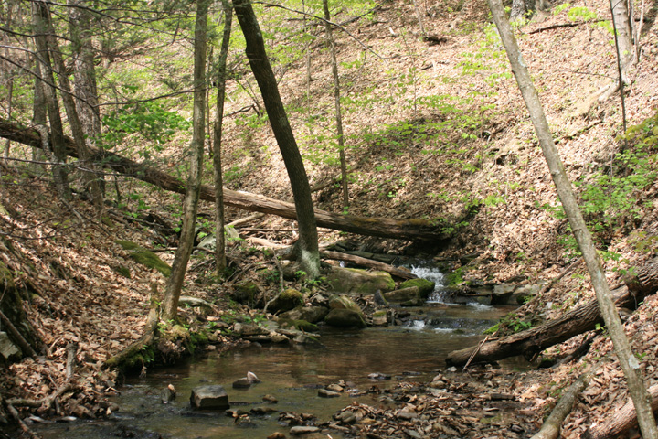 Field photo showing stream conditions at site PRLN-626-S-2010-1