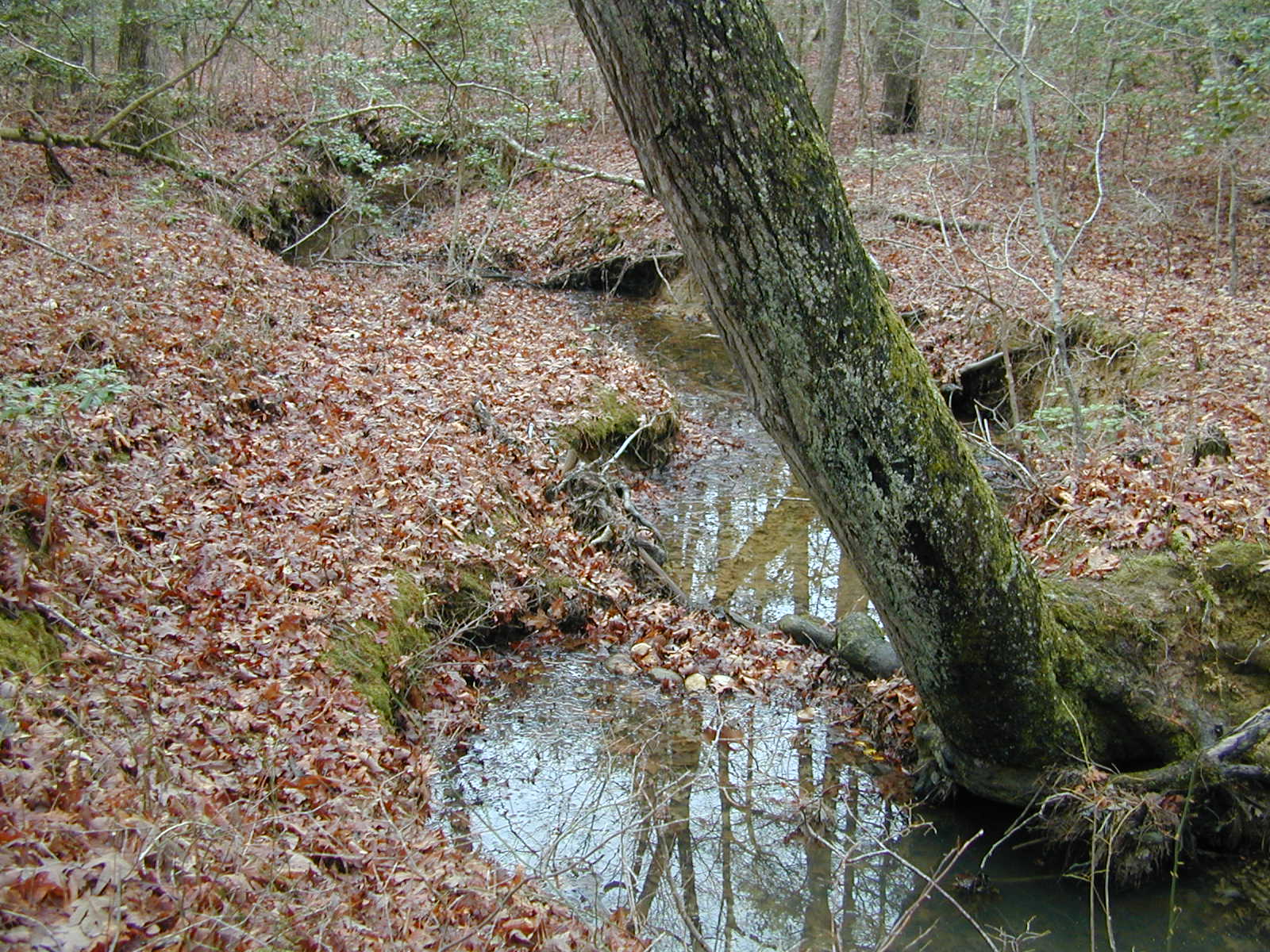 Field photo showing stream conditions at site PRLT-105-R-2002-428