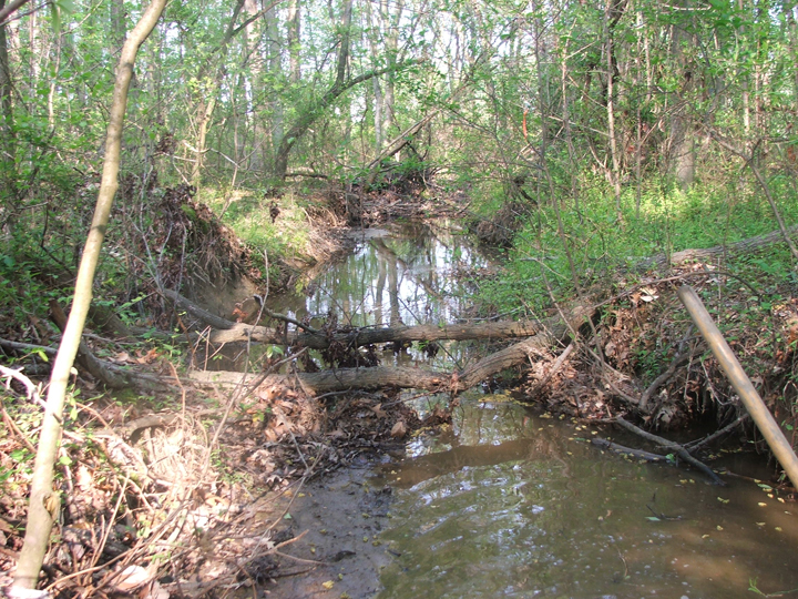 Field photo showing stream conditions at site PRLT-107-B-2008-2