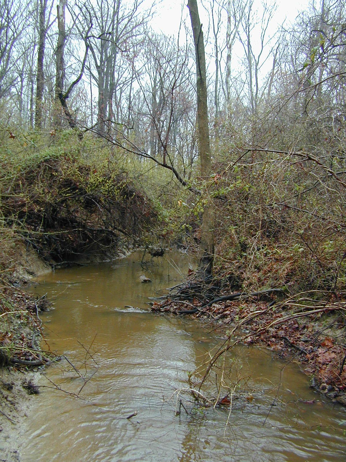 Field photo showing stream conditions at site PRLT-108-R-2002-420