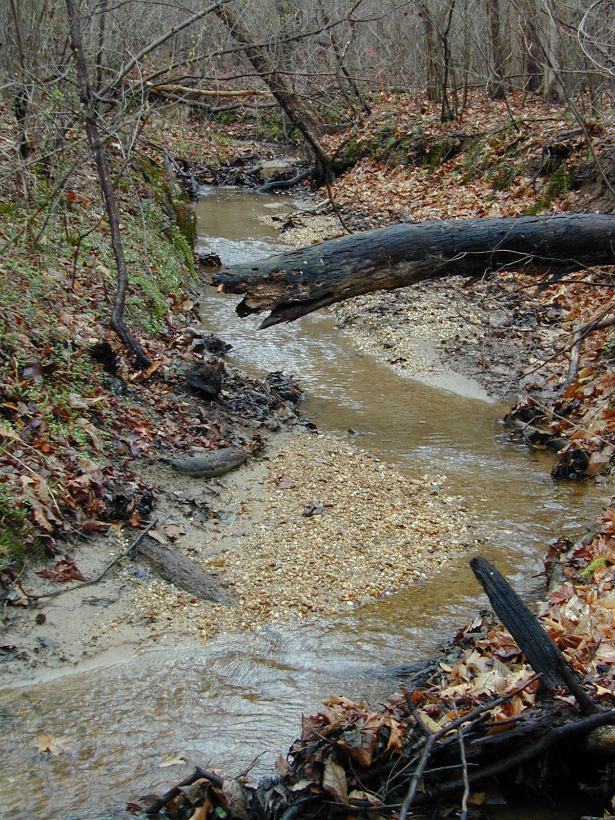 Field photo showing stream conditions at site PRLT-116-R-2002-424