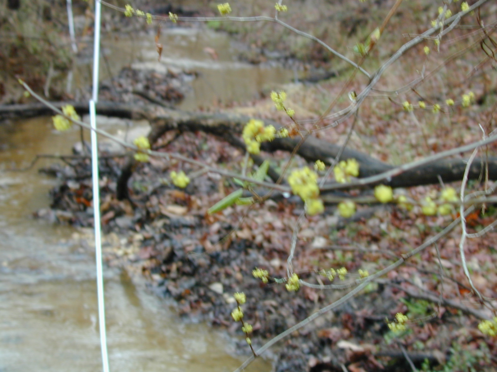 Field photo showing stream conditions at site PRLT-116-R-2002-426