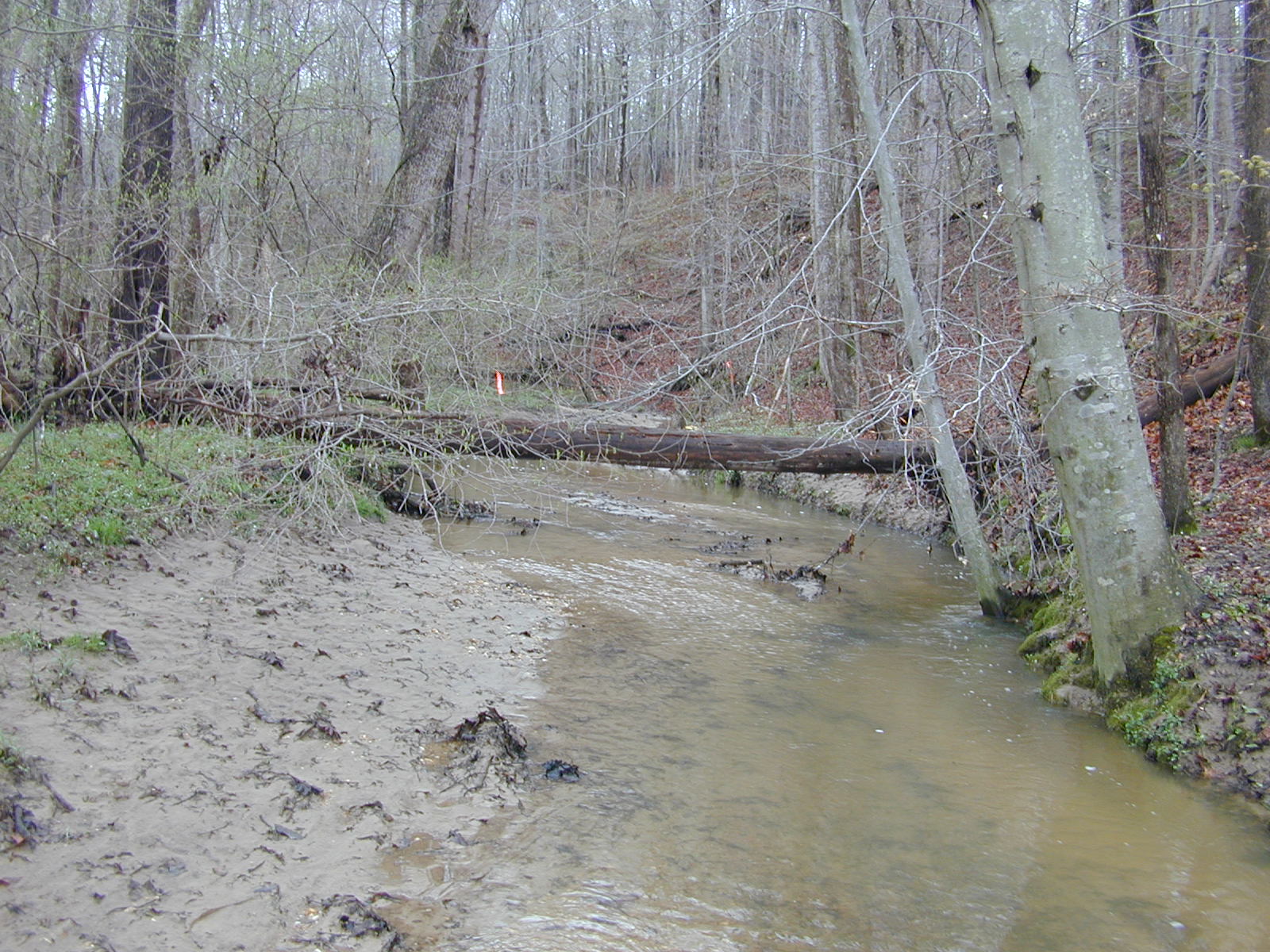 Field photo showing stream conditions at site PRLT-202-R-2004-1